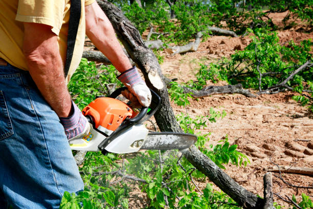 How Our Tree Care Process Works  in  Sunnyside Tahoe City, CA